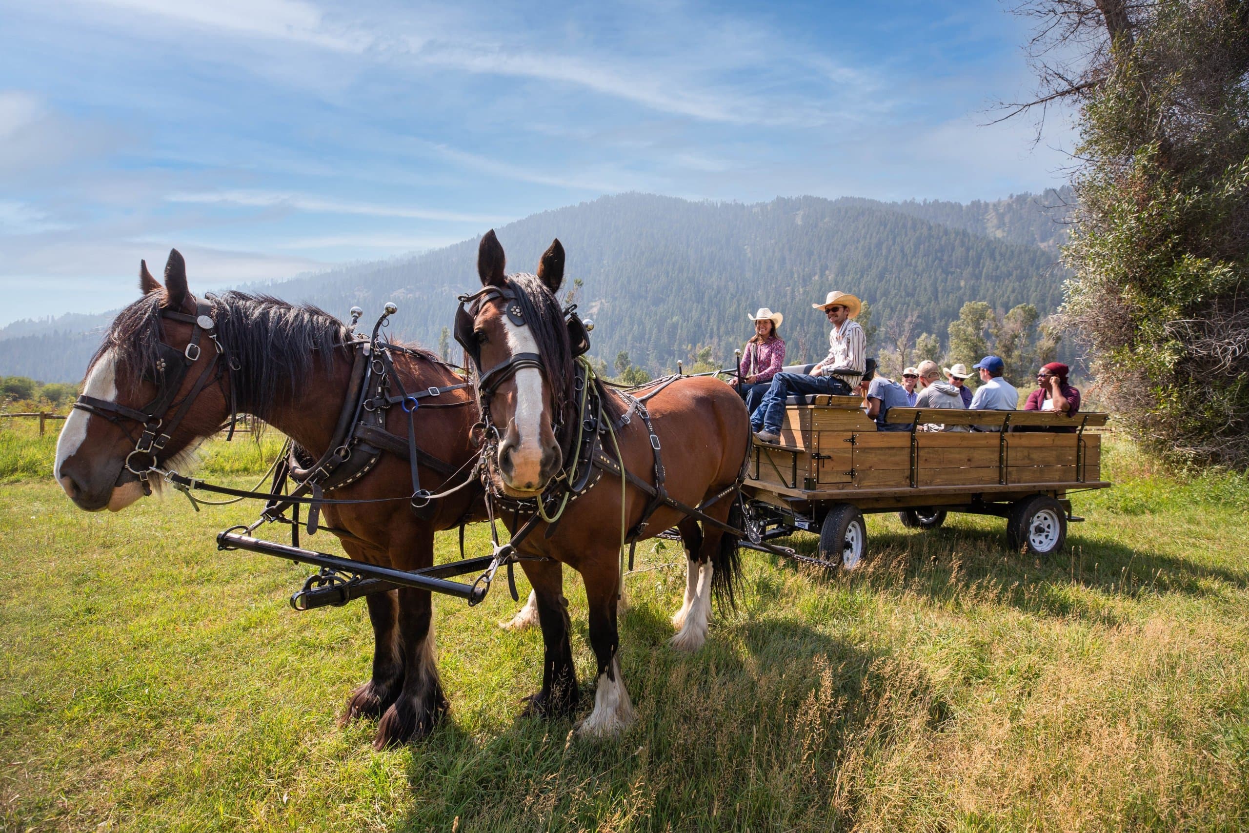 Summer horse sleigh rides at Snake River Sporting Club