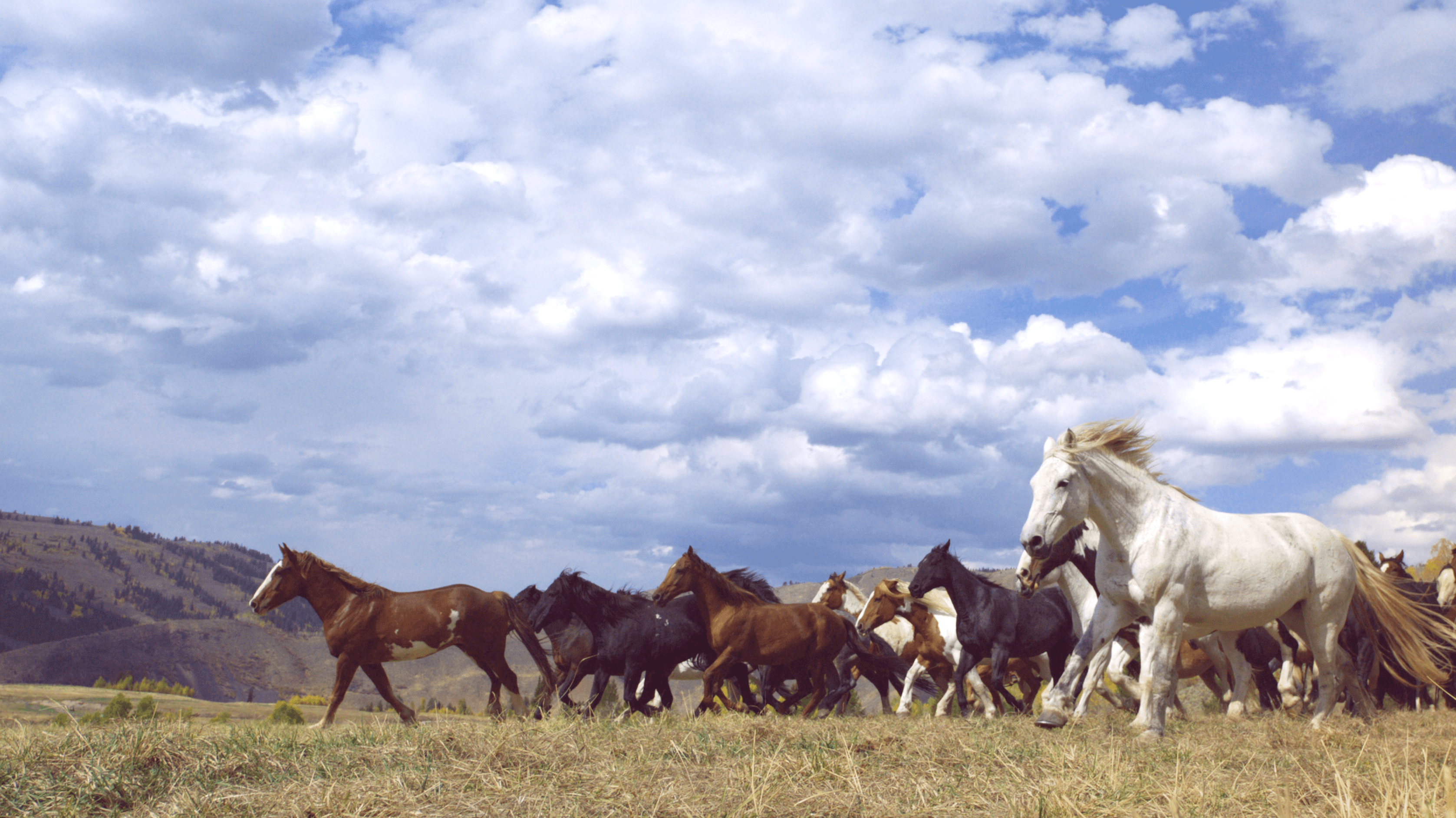 A pack of horses running in a field
