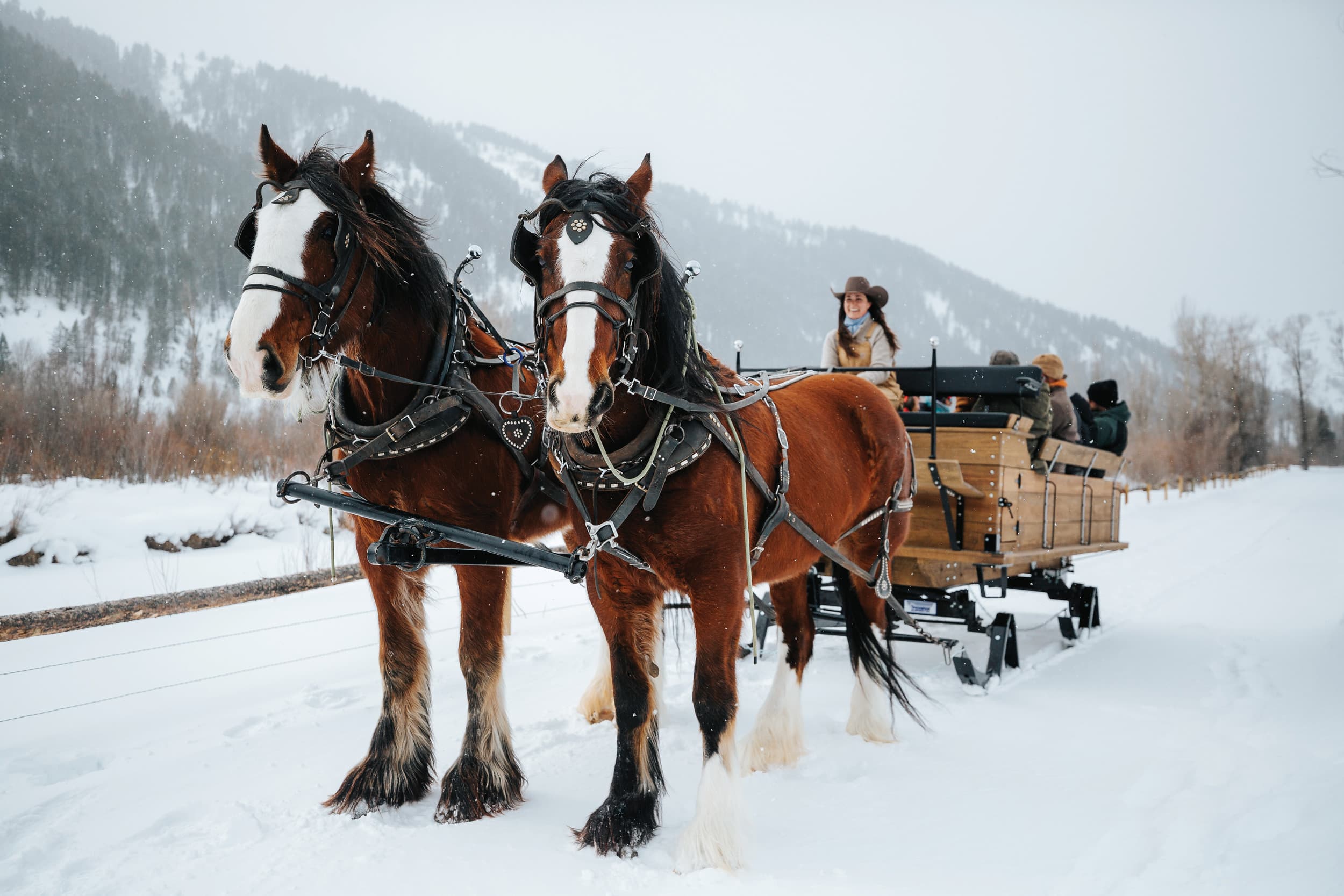 Horses Pulling A Sleigh In The Snow
