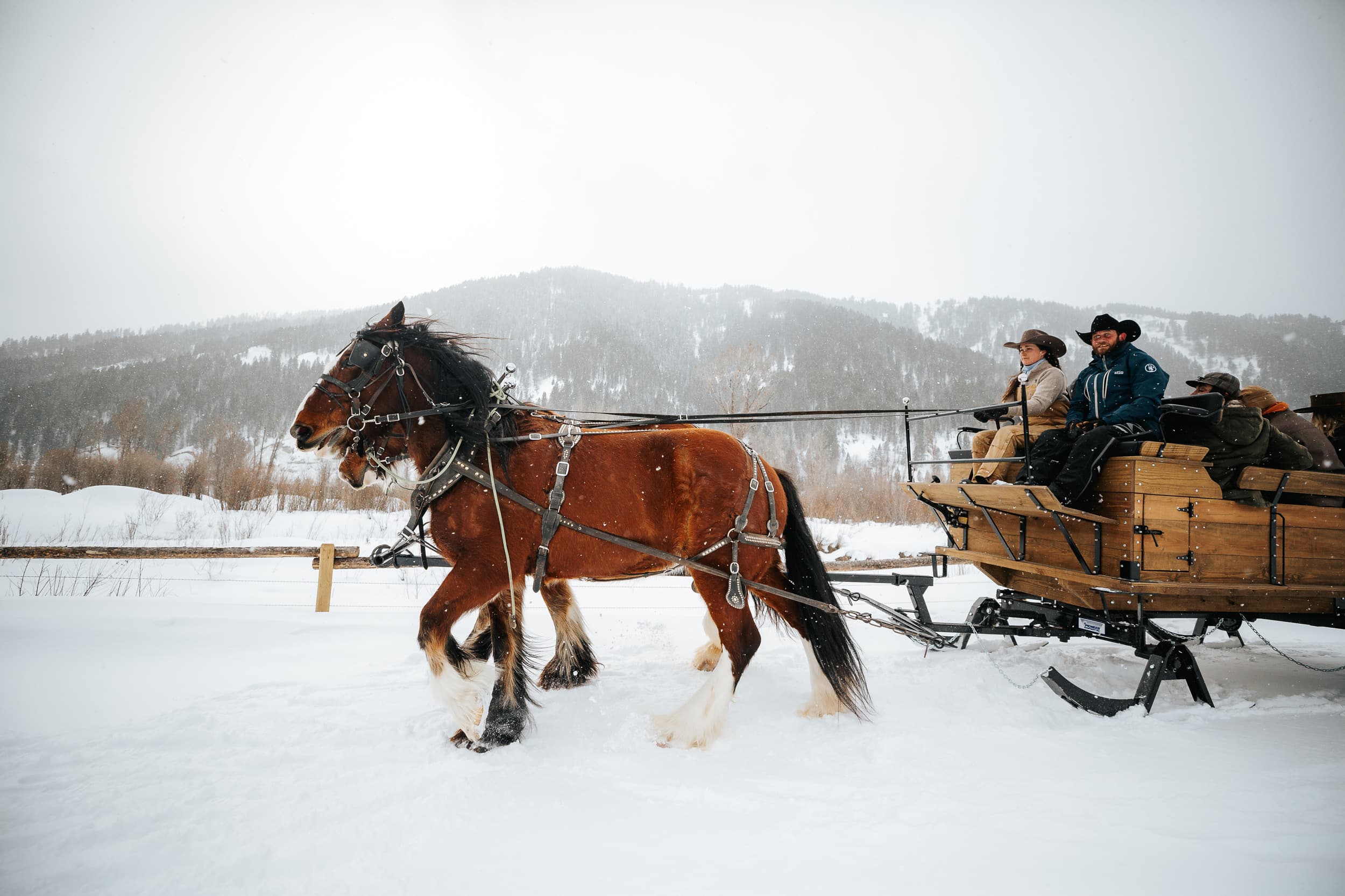 Horse Pulling A Sleigh In The Snow