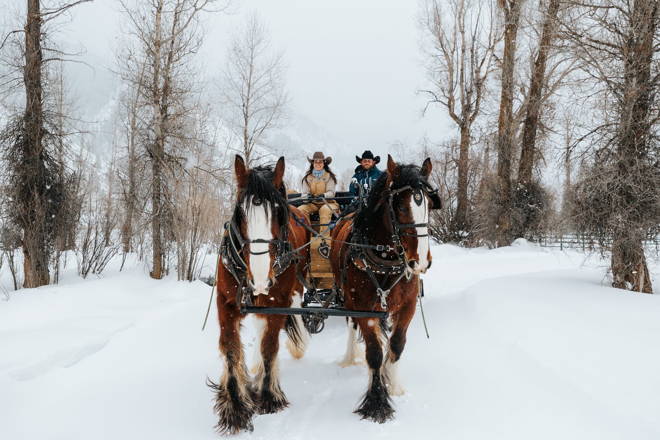 Horse Sleigh Ride In The Snow In Jackson Hole