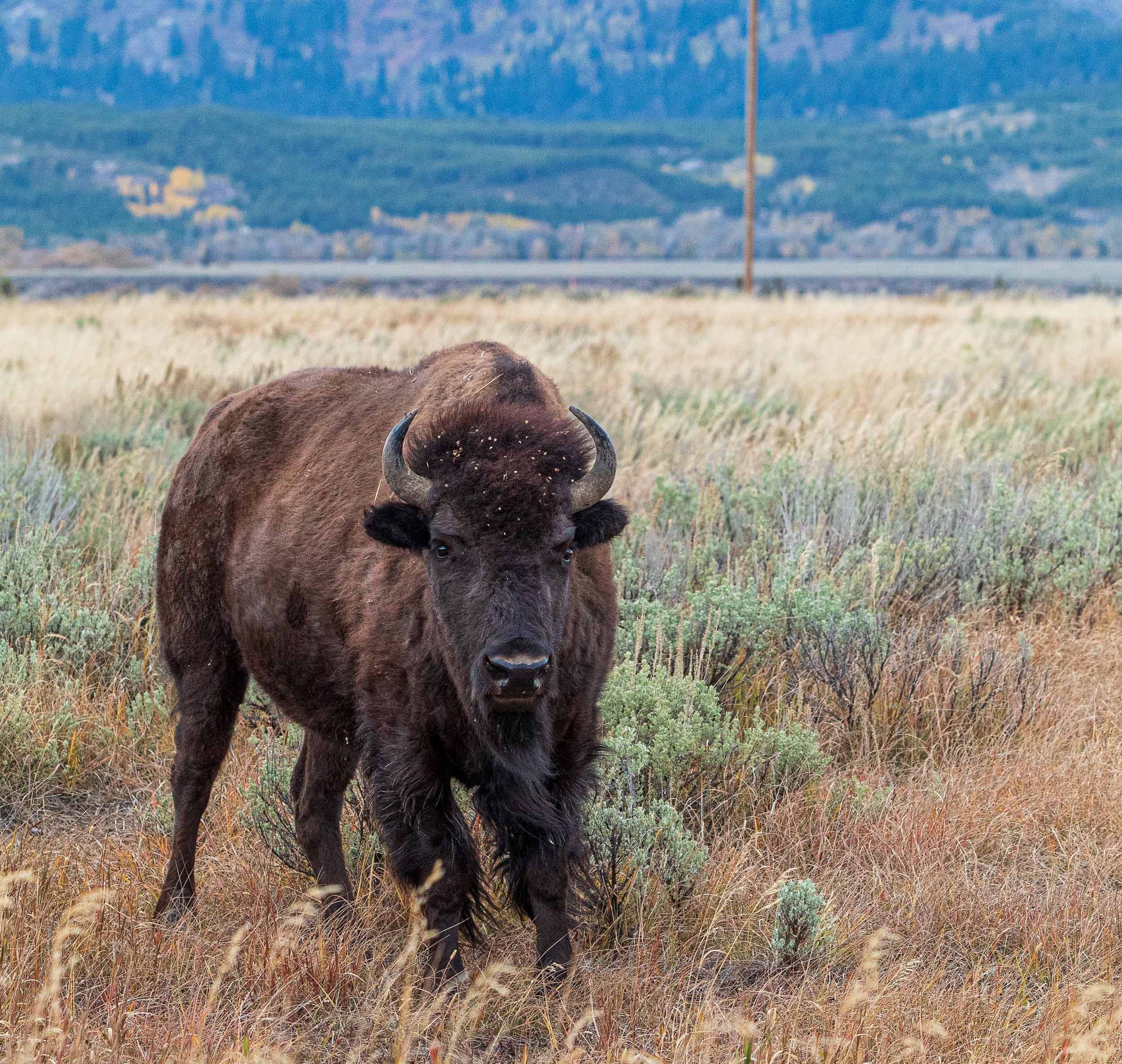 Bison In Jackson Hole