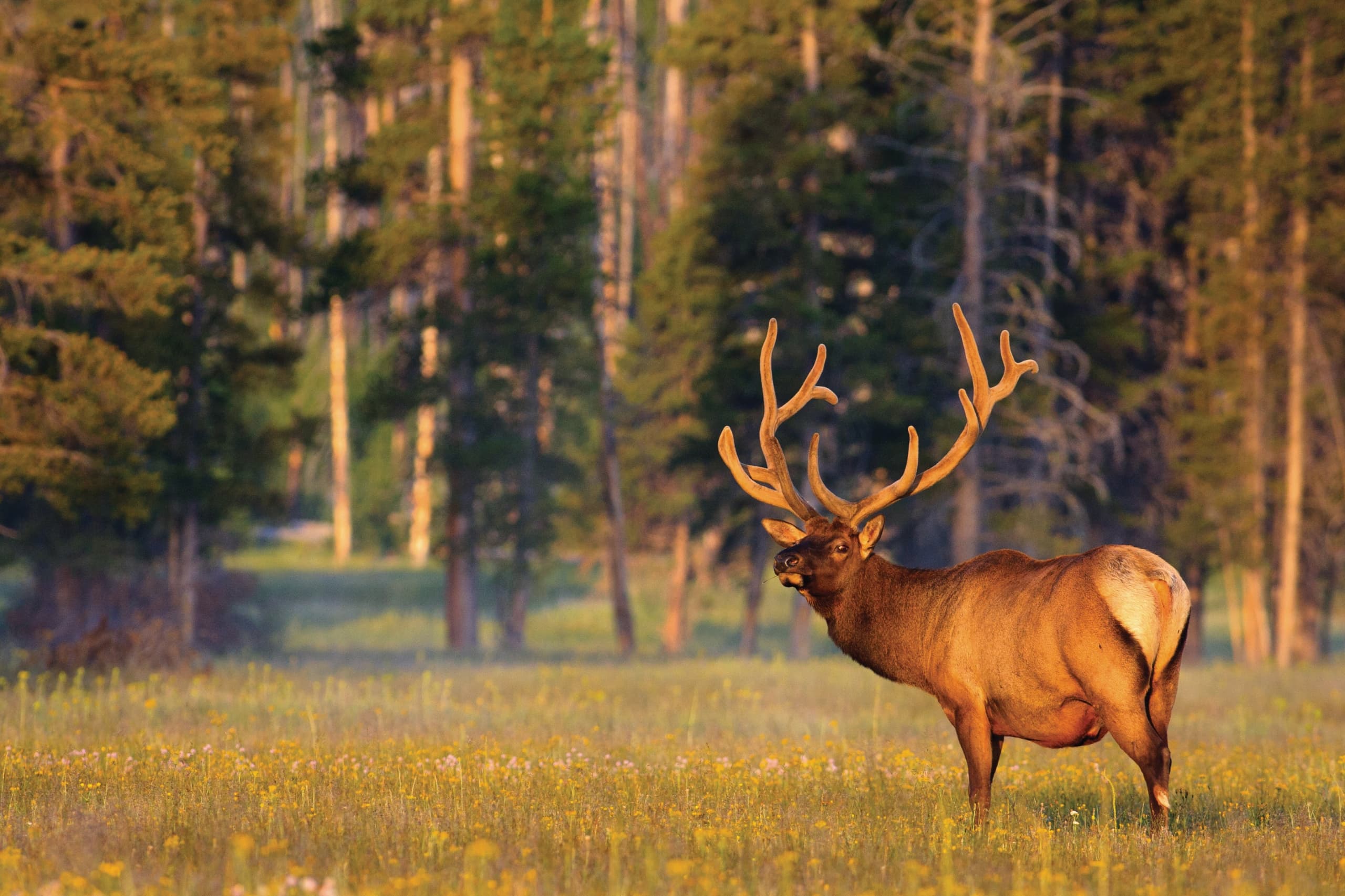 A large buck in a field