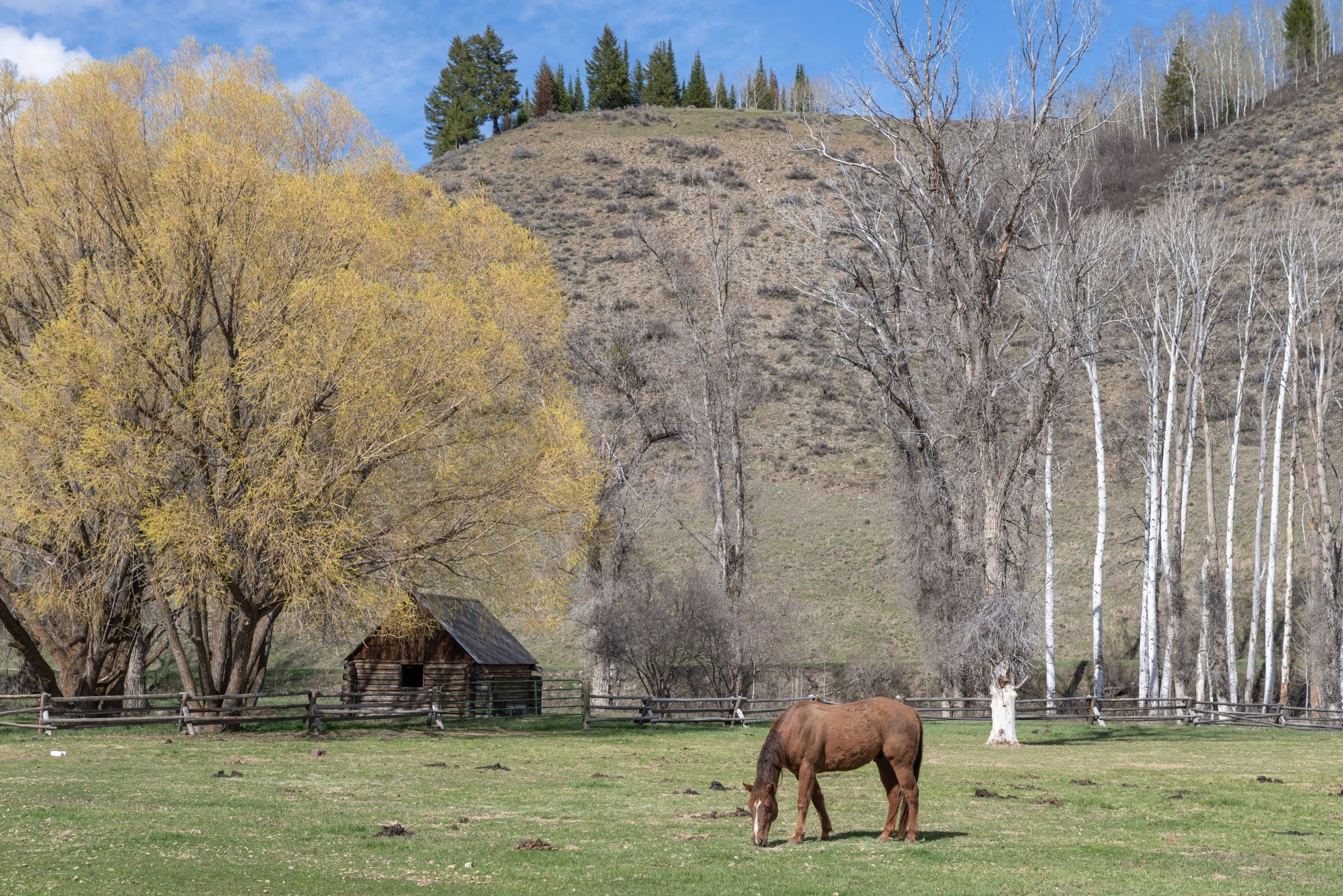 Horse grazing in a field