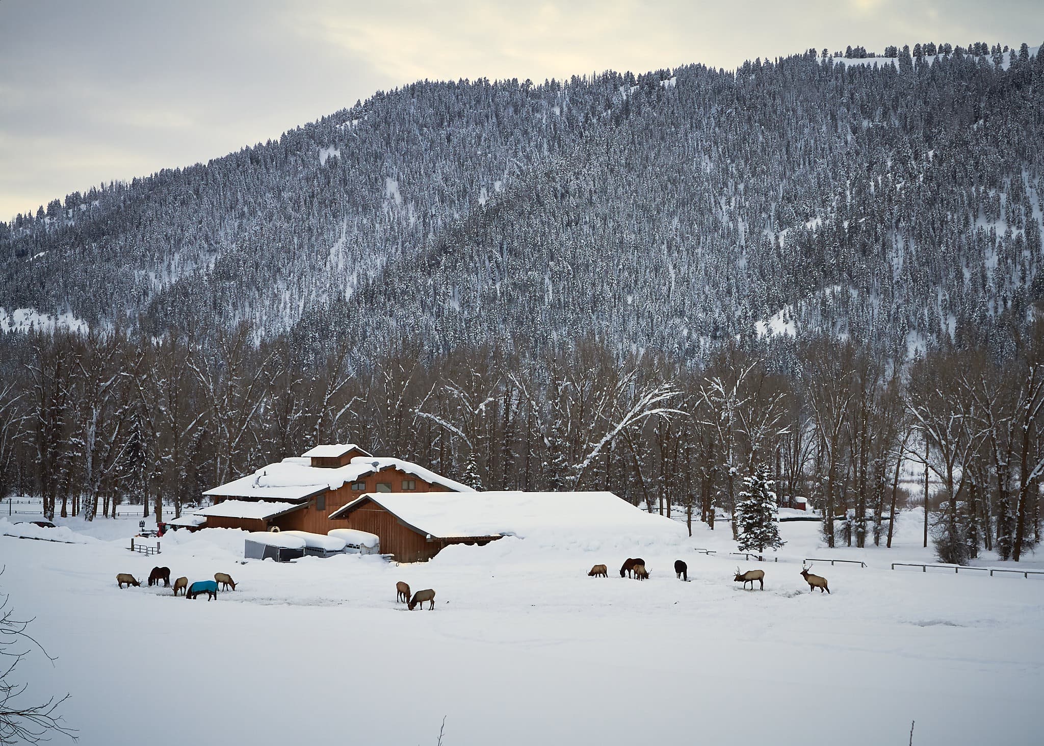 Elk herd grazing in deep snow beside a barn in winter at Snake River Sporting Club in Jackson Hole, Wyoming