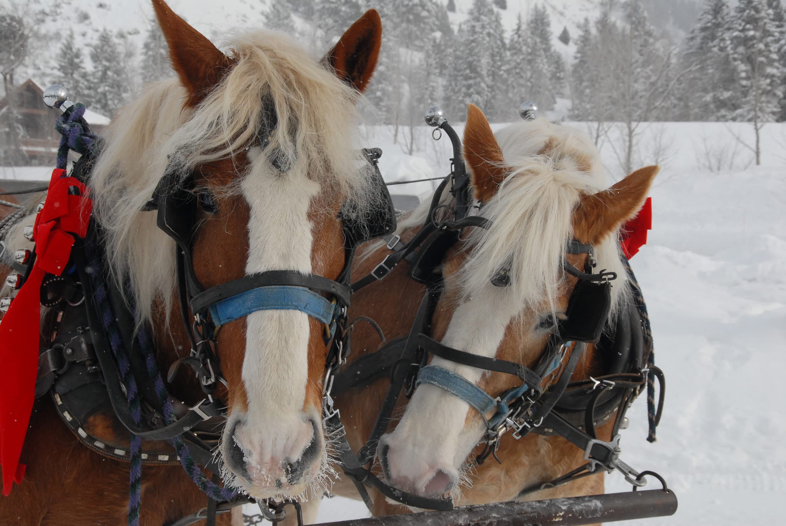 Two Horses Pulling A Sleigh