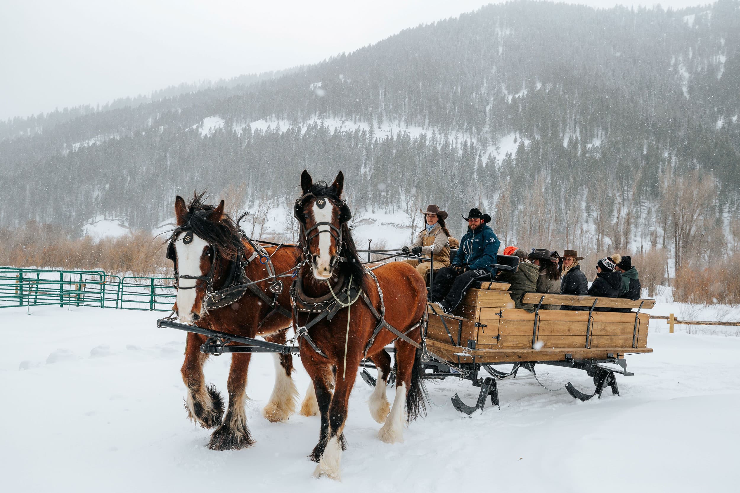 Horse Sleigh Ride In The Snow