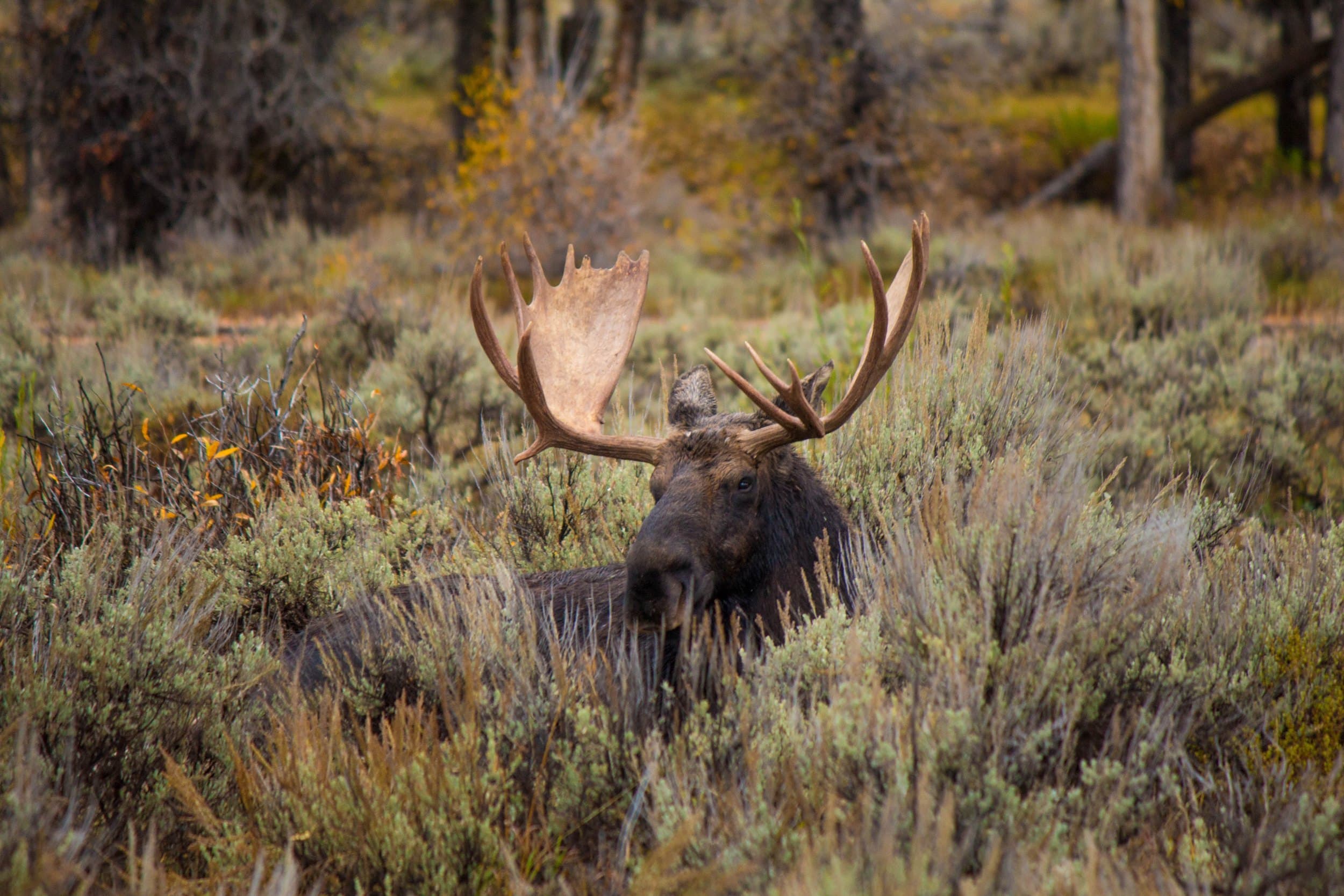 Bull moose in a meadow at Snake River Sporting Club in Jackson Hole, Wyoming